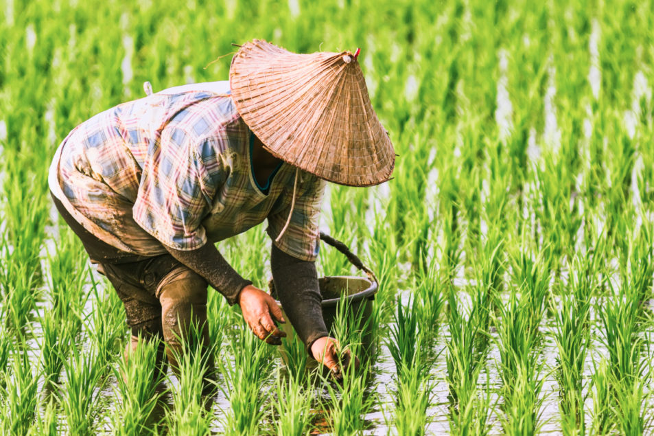 این  ۱۰ کشور بزرگ ترین تولید کنندگان برنج در سطح جهان هستند