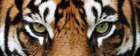 ۱۲ حقیقت باورنکردنی و جالب درباره ببرها که نمی دانستید