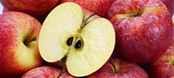 همه چیز در مورد سیانور موجود در هسته سیب؛ چند سیب برای کُشتن ما کافی است؟