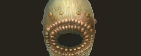 حل معمای هویت موجود نیم‌میلیارد ساله ای که دهان دارد اما مقعد ندارد