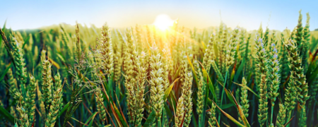 کدام کشورها بیشترین گندم را در جهان تولید می کنند؟