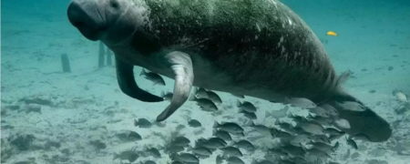پستاندار محبوب گیاهخوار کف دریا در چین رسماً منقرض شد