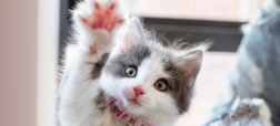 ۱۵ حقیقت شگفت‌انگیز و خواندنی در مورد گربه‌ها که حتماً نمی‌دانید