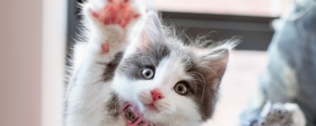 ۱۵ حقیقت شگفت‌انگیز و خواندنی در مورد گربه‌ها که حتماً نمی‌دانید