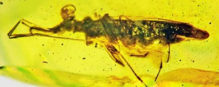 کشف فسیل حشره ای باستانی با دید ۳۶۰ درجه و پاهای چسبناک