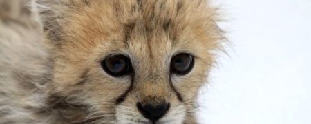 «پیروز» توله یوز «ایران» بالاخره پا به طبیعت گذاشت + ویدیو