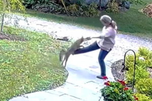 لحظه حمله روباه هار به زنی در حیاط خانه اش