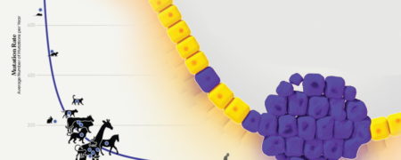 رابطه بین سرطان و طول عمر چیست؟ آیا جانوران بزرگ تر بیشتر به سرطان مبتلا می شوند؟