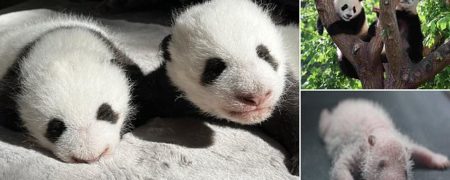 باغ وحش مادرید فیلمی از دو ماه اول زندگی پانداهای دوقلویش منتشر کرد + ویدیو