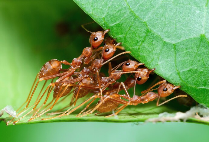 در کره زمین چه تعداد مورچه وجود دارد؟ دانشمندان پاسخ می دهند