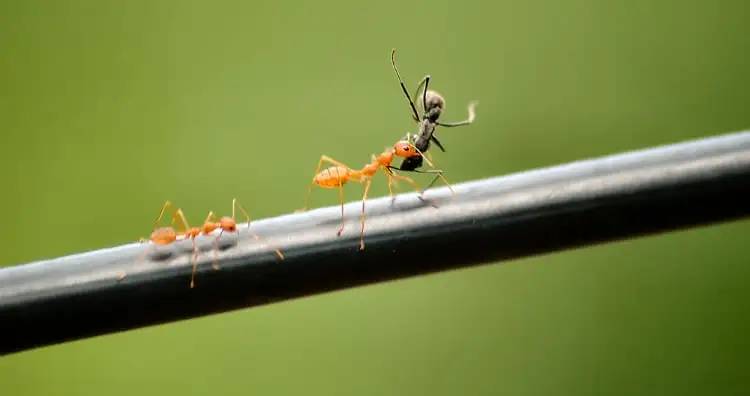 چرا مورچه ها اجساد سایر مورچه های مرده را از لانه بیرون می برند؟