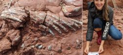 کشف فسیل ۳۰۰ میلیون ساله در کانادا که قدمتی بیشتر از دایناسورها دارد