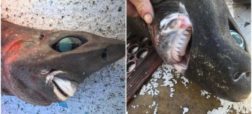 هیولای دریایی؛ کوسه عجیب و غریبی که در استرالیا صید شد