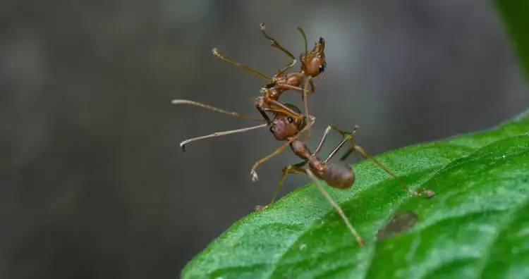 مورچه ها با اجساد مرده همنوعان خود چه می کنند؟