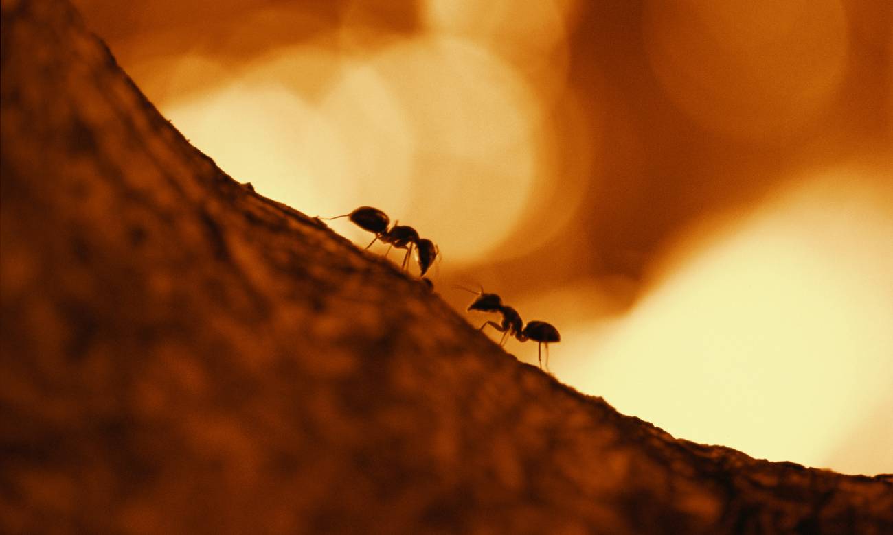 تعداد مورچه‌ ها جهان چقدر است؟