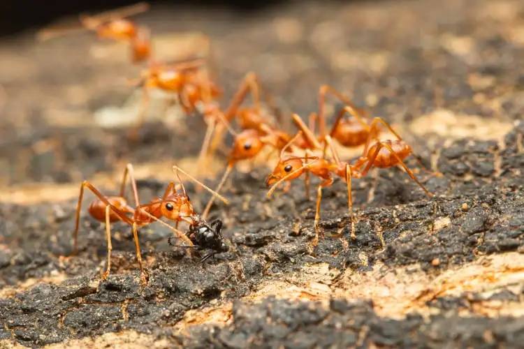 مورچه ها با اجساد مرده همنوعان خود چه می کنند؟