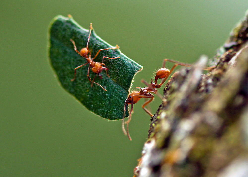 تعداد مورچه‌ ها جهان چقدر است؟