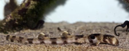 برای اولین بار در تاریخ گونه‌های کمیاب: کوسه‌‌ای که راه می‌رود