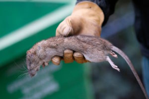 آیا مرگ موش انسان را میکشد؟ آیا مرگ موش کشنده است؟ عوارض خوردن مرگ موش برای انسان چیست؟ چقدر مرگ موش باعث مرگ انسان می شود؟