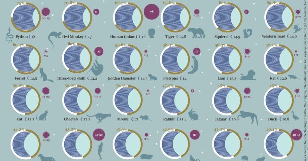 تصویرسازی الگوی خواب ۴۰ حیوان مختلف؛ کدام حیوانات بیش از بقیه می‌خوابند؟