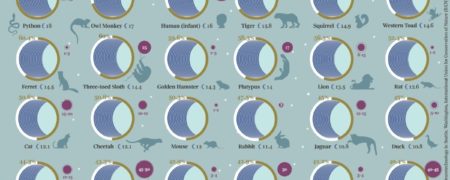 تصویرسازی الگوی خواب ۴۰ حیوان مختلف؛ کدام حیوانات بیش از بقیه می‌خوابند؟