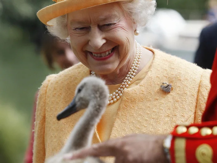 میراث عجیب ملکه برای شاه چارلز سوم؛ هزاران قو و دیگر حیوانات دریایی