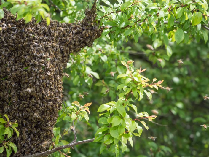 نیش ۲۰ هزار زنبور و بلعیدن ۳۰ عدد از آن ها جوان آمریکایی را به کما برد