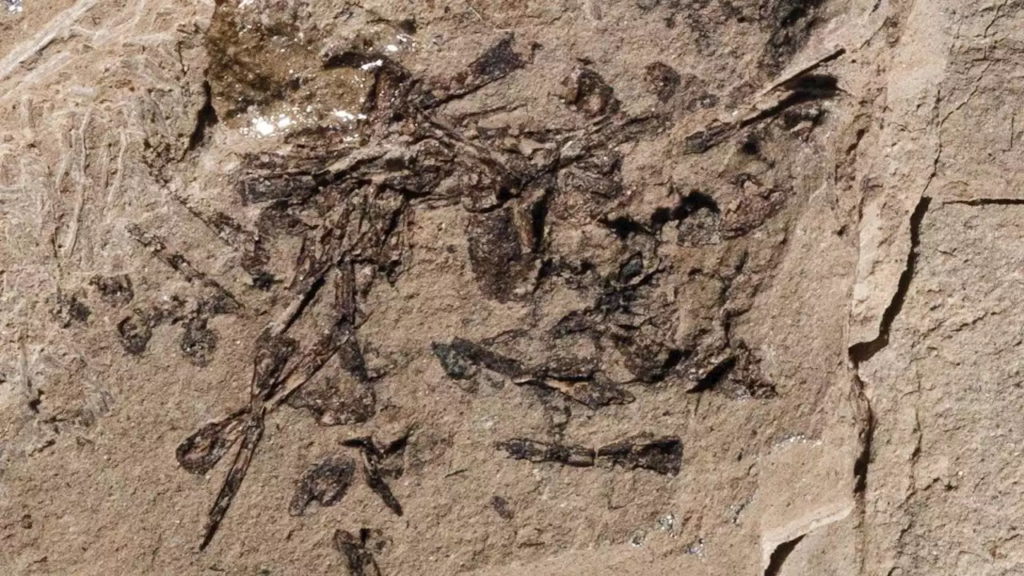 کشف استفراغی که ۱۵۰ میلیون سال پیش توسط یک حیوان شکارچی بالا آورده شده است