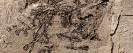 کشف استفراغی که ۱۵۰ میلیون سال پیش توسط یک حیوان شکارچی بالا آورده شده است