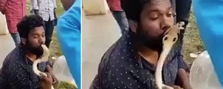 مار کبرا صورت مارگیر هندی را که قصد داشت مار را ببوسد نیش زد + ویدیو