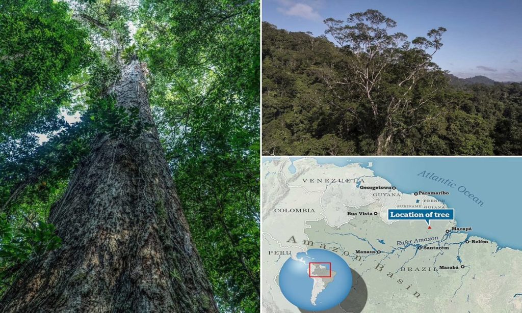 دانشمندان برزیلی بلندترین درخت جنگل های آمازون به ارتفاع ۸۸ متر را پیدا کردند + ویدیو