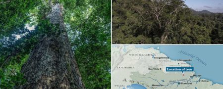 دانشمندان برزیلی بلندترین درخت جنگل های آمازون به ارتفاع ۸۸ متر را پیدا کردند + ویدیو