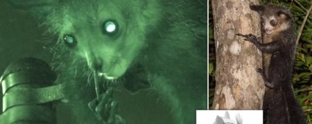 آی-آی ها از انگشت بلندشان برای تمیز کردن بینی خود استفاده می‌کنند + ویدیو