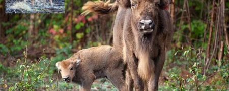 تولد اولین گاومیش کوهان دار وحشی پس از ۶,۰۰۰ سال در بریتانیا + ویدیو