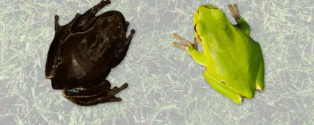 قورباغه های سیاه جهش یافته به خاطر تشعشعات چرنوبیل تغییر رنگ داده اند