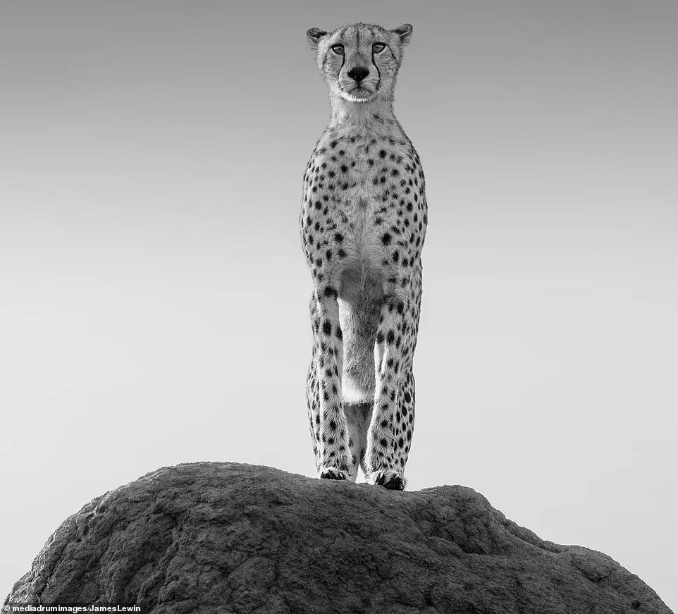 عکس های شگفت انگیز از حیات وحش آفریقا