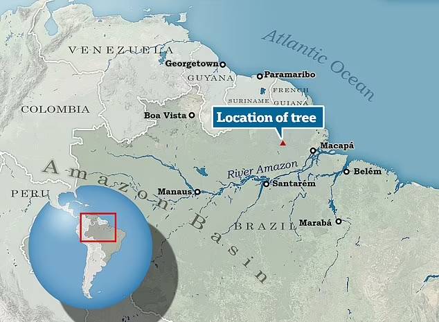 بلندترین درخت آمازون در کدام کشور است؟