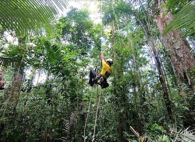 تصاویری از بلندترین درخت جنگل‌های آمازون 