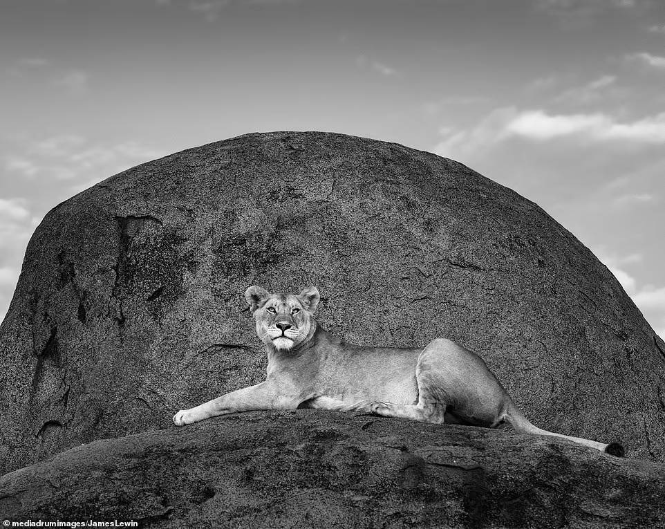 عکس های شگفت انگیز از حیات وحش آفریقا