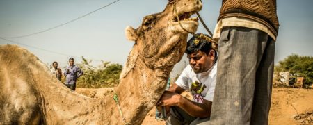 عکس های دلخراش از شرایط دشوار شترهای کارگر در گرم ترین محل کار دنیا