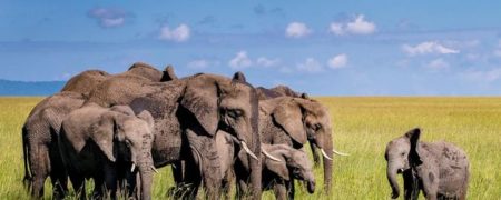 زندگی روی زمین در آستانه فاجعه انقراض یک میلیون گونه مختلف