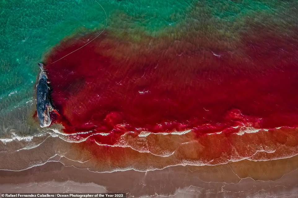 عکس های برگزیده از اقیانوس و دریا در سال 2022