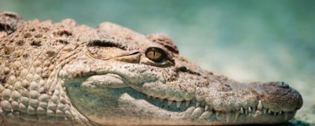 دانشمندان دلیل اشک ریختن تمساح را توضیح می‌دهند