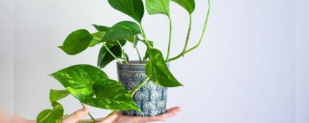 علت زرد شدن برگ پتوس چیست و چطور از آن جلوگیری کنیم؟