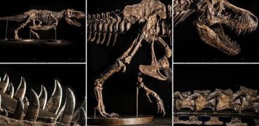 برای اولین بار در آسیا؛ حراج اسکلت ۱۲ متری دایناسوری از گونه تی رکس + ویدیو