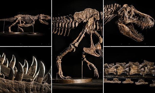 برای اولین بار در آسیا؛ حراج اسکلت ۱۲ متری دایناسوری از گونه تی رکس + ویدیو