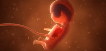 ساخت جنین مصنوعی انسان از سلول بنیادی در رحم مکانیکی
