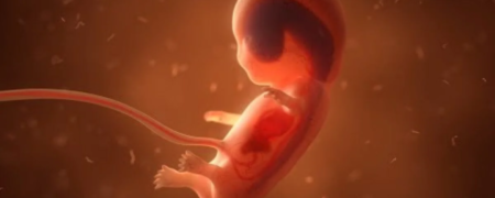 ساخت جنین مصنوعی انسان از سلول بنیادی در رحم مکانیکی