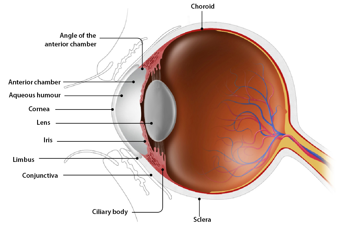 ۵ علت رایج قرمزی چشم و راه‌های درمان آن 