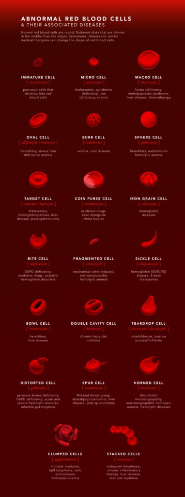 خون از چه اجزایی تشکیل شده است؛ اینفوگرافیک ترکیبات خون
